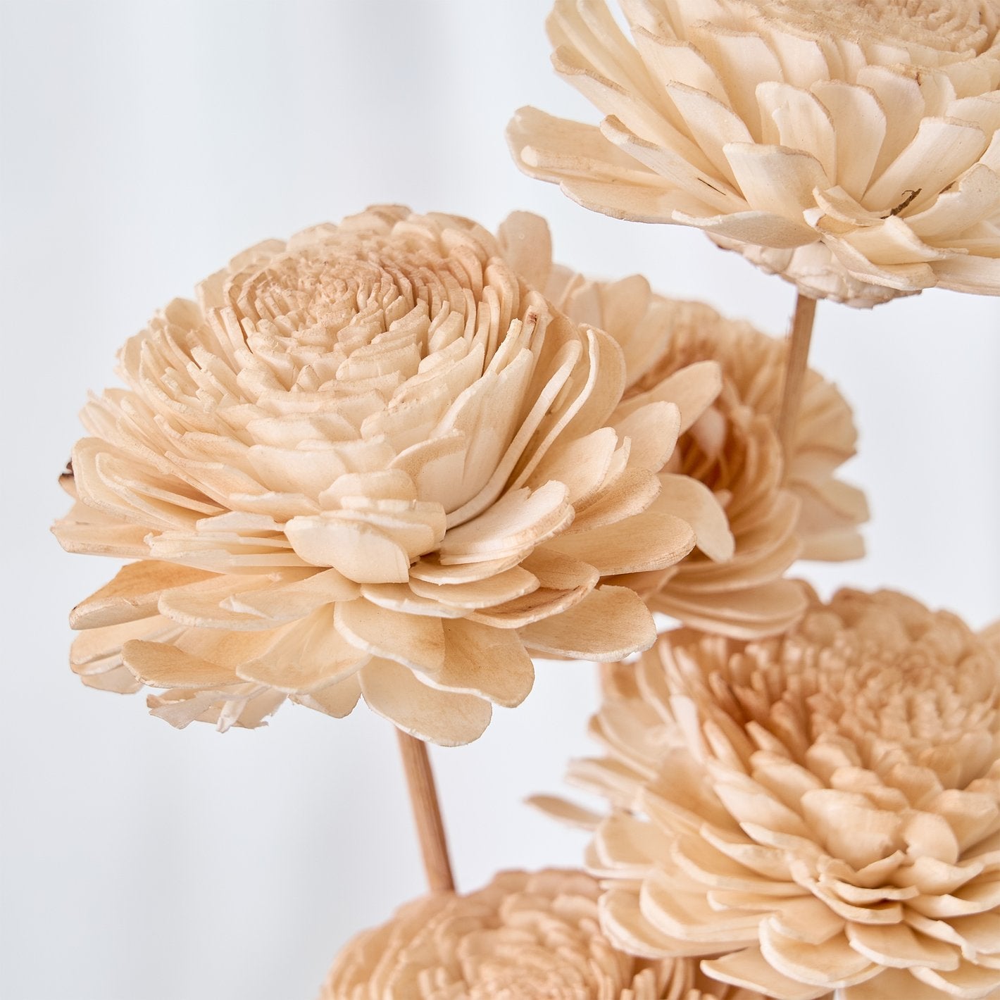 Festoon Natura Set of 5 Dried Shola Flowers - 53cm