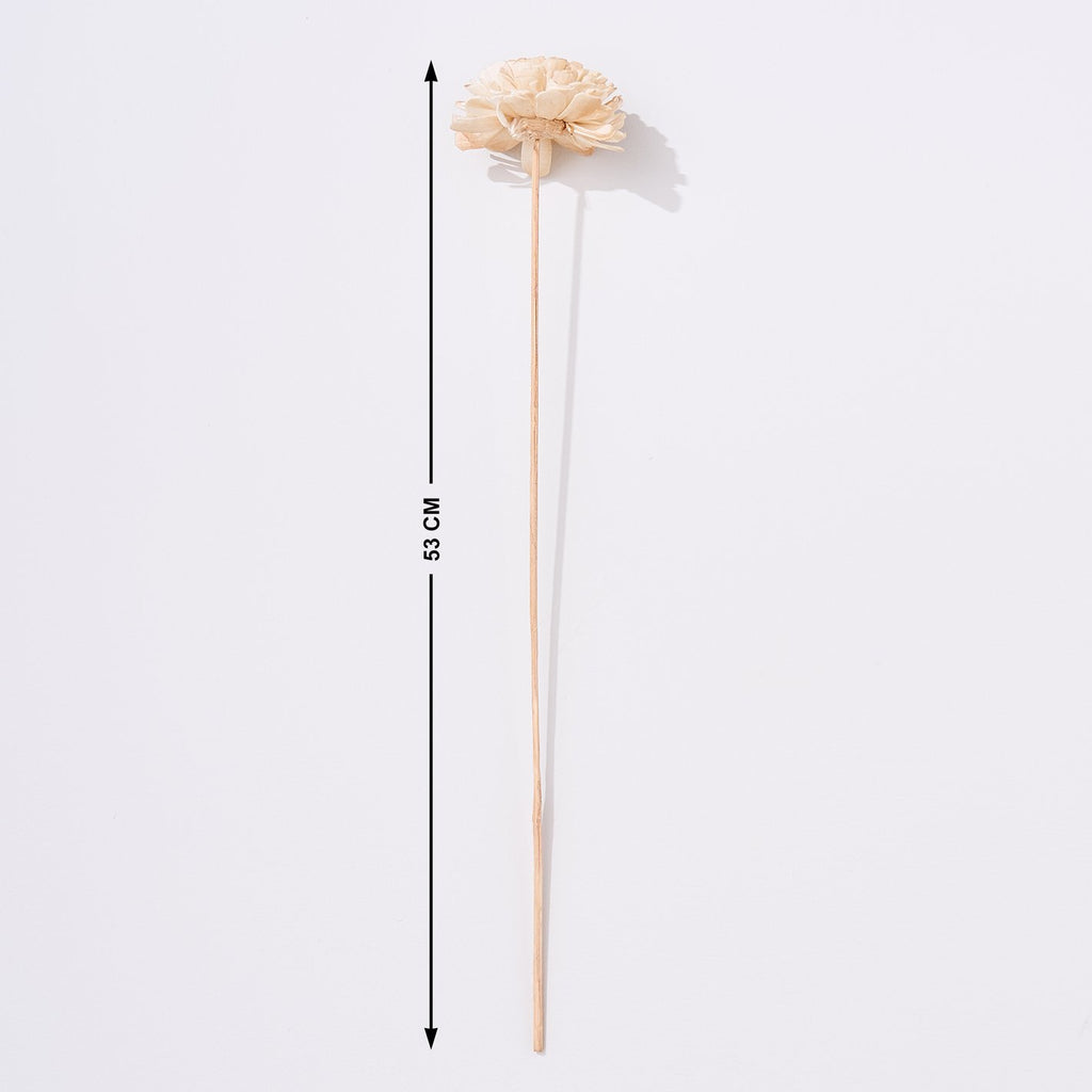 Festoon Natura Set of 5 Dried Shola Flowers - 53cm